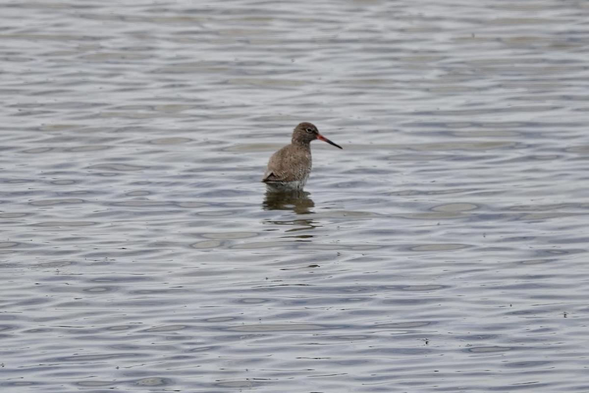 Common Redshank - ML620303515