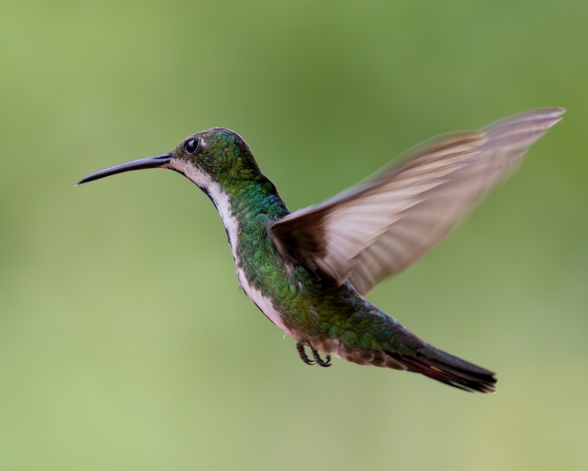 Black-throated Mango - ML620303518