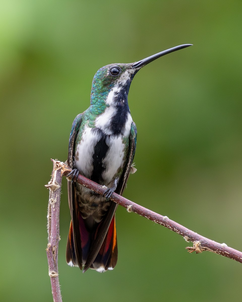 kolibřík tropický - ML620303519