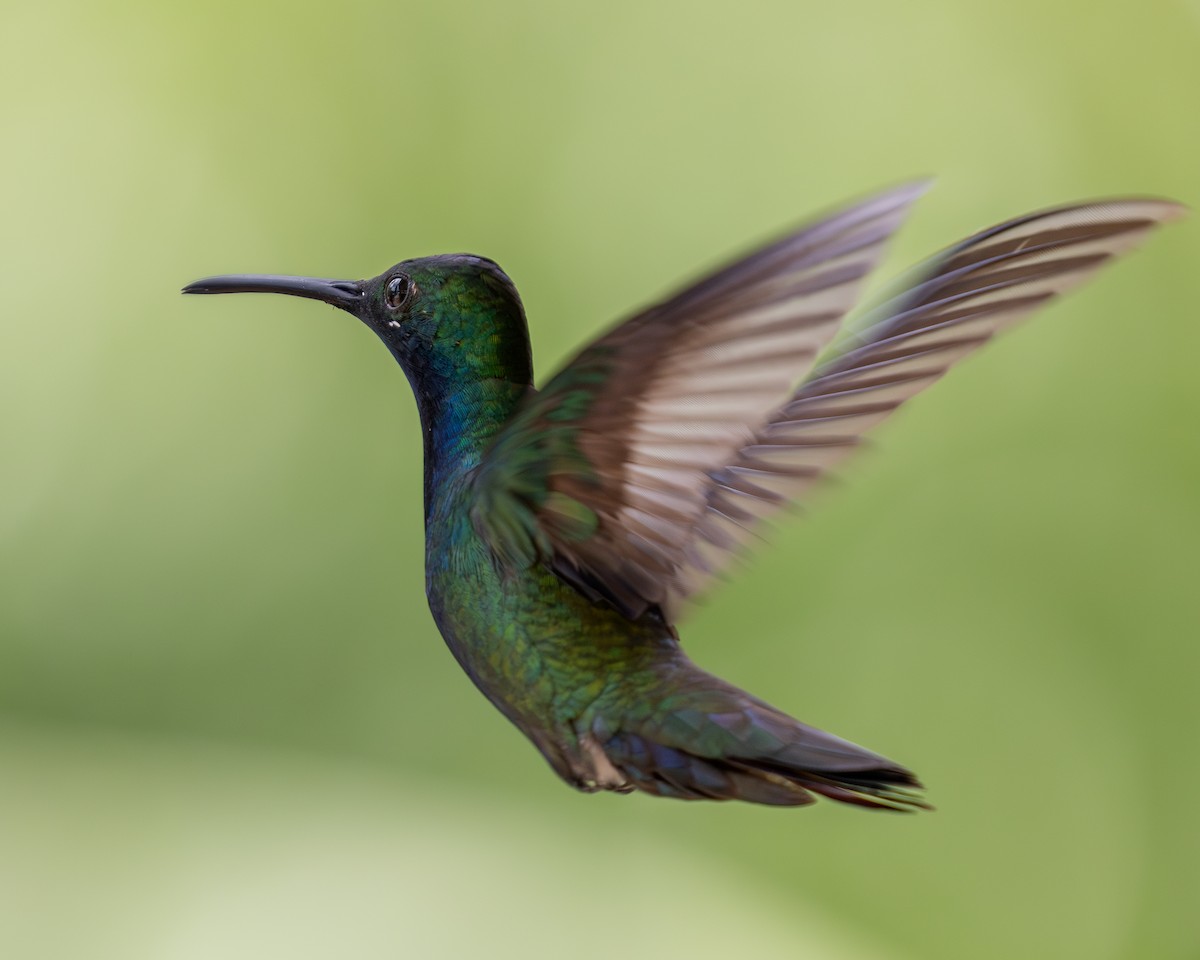 kolibřík tropický - ML620303520