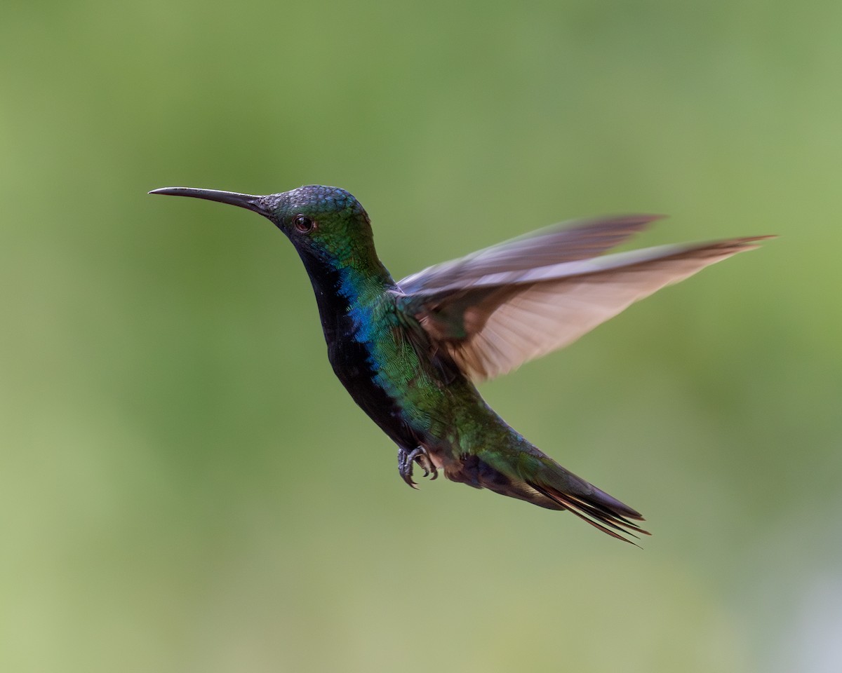 Black-throated Mango - ML620303521