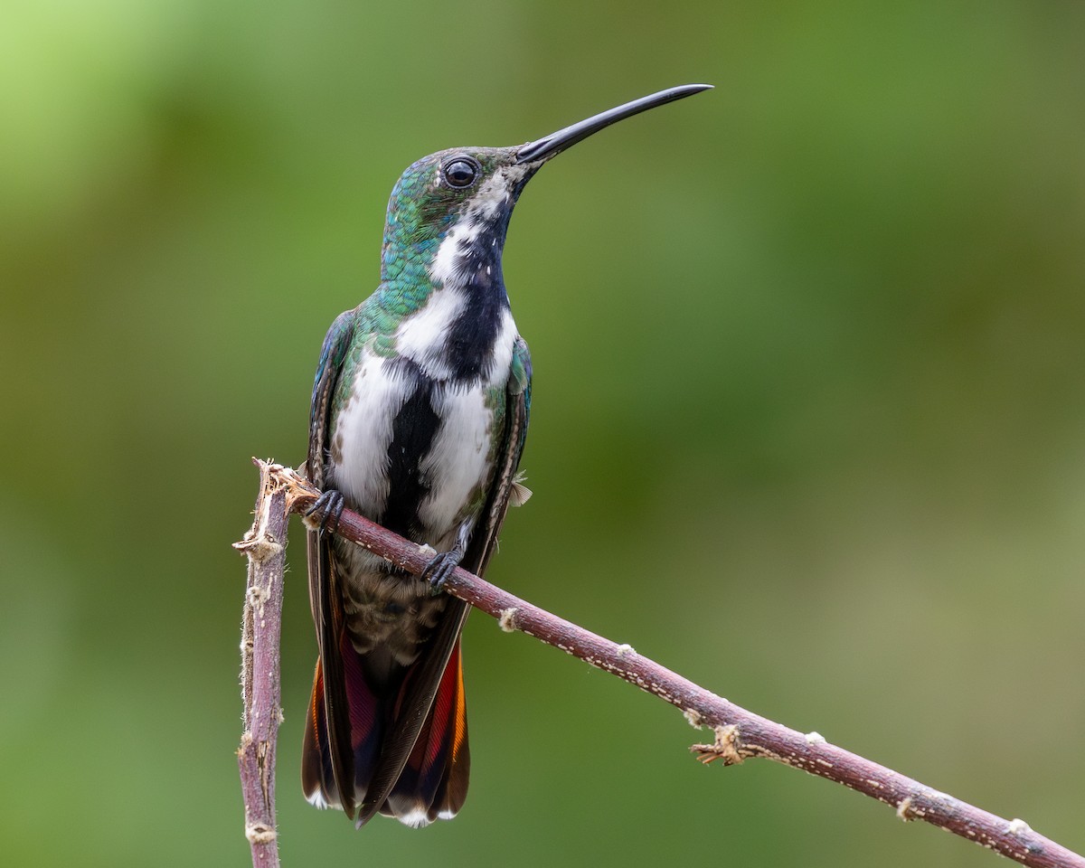 kolibřík tropický - ML620303522