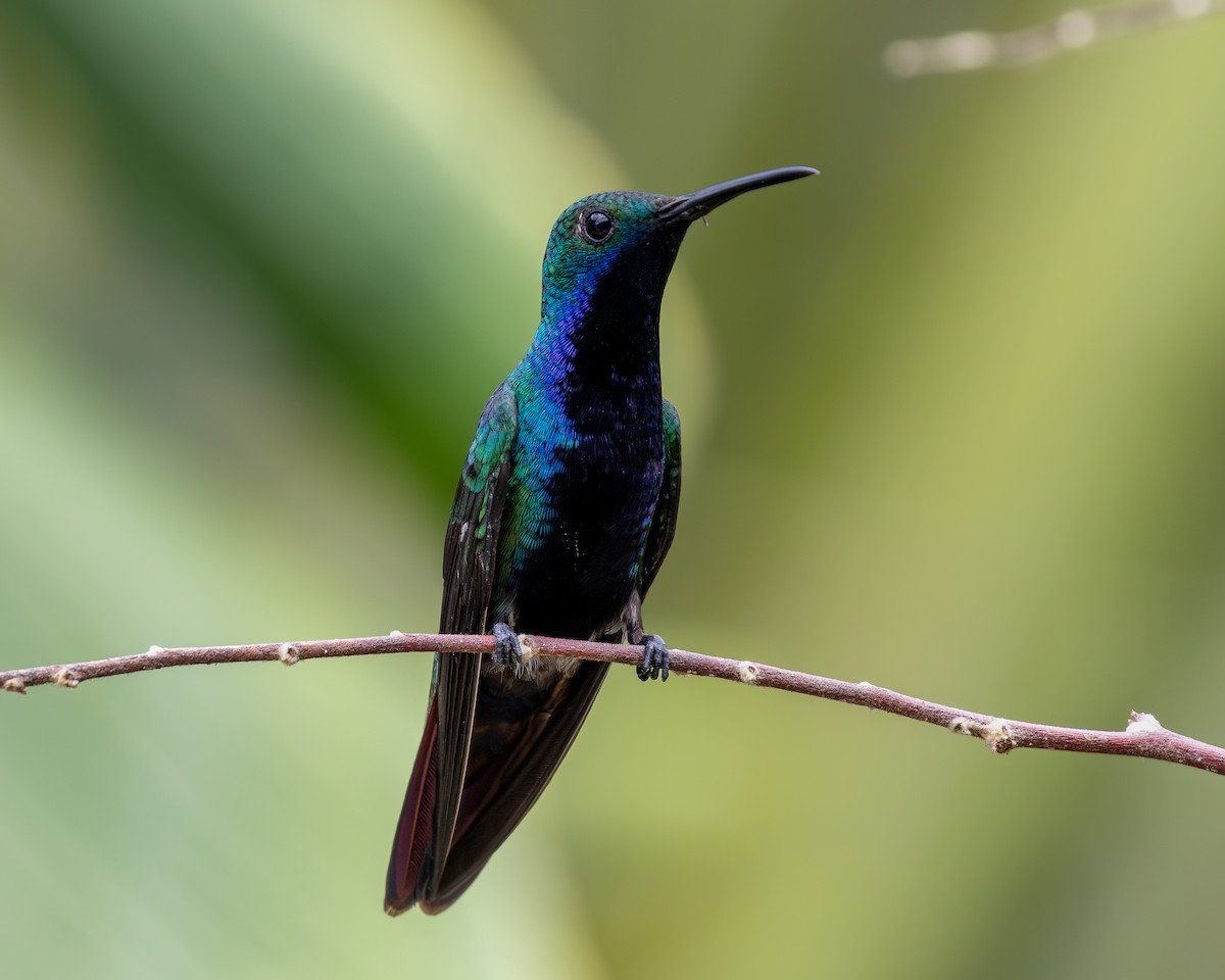 kolibřík tropický - ML620303523