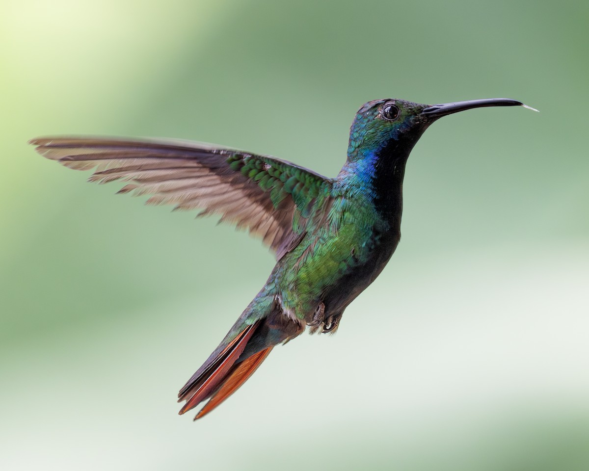 kolibřík tropický - ML620303525