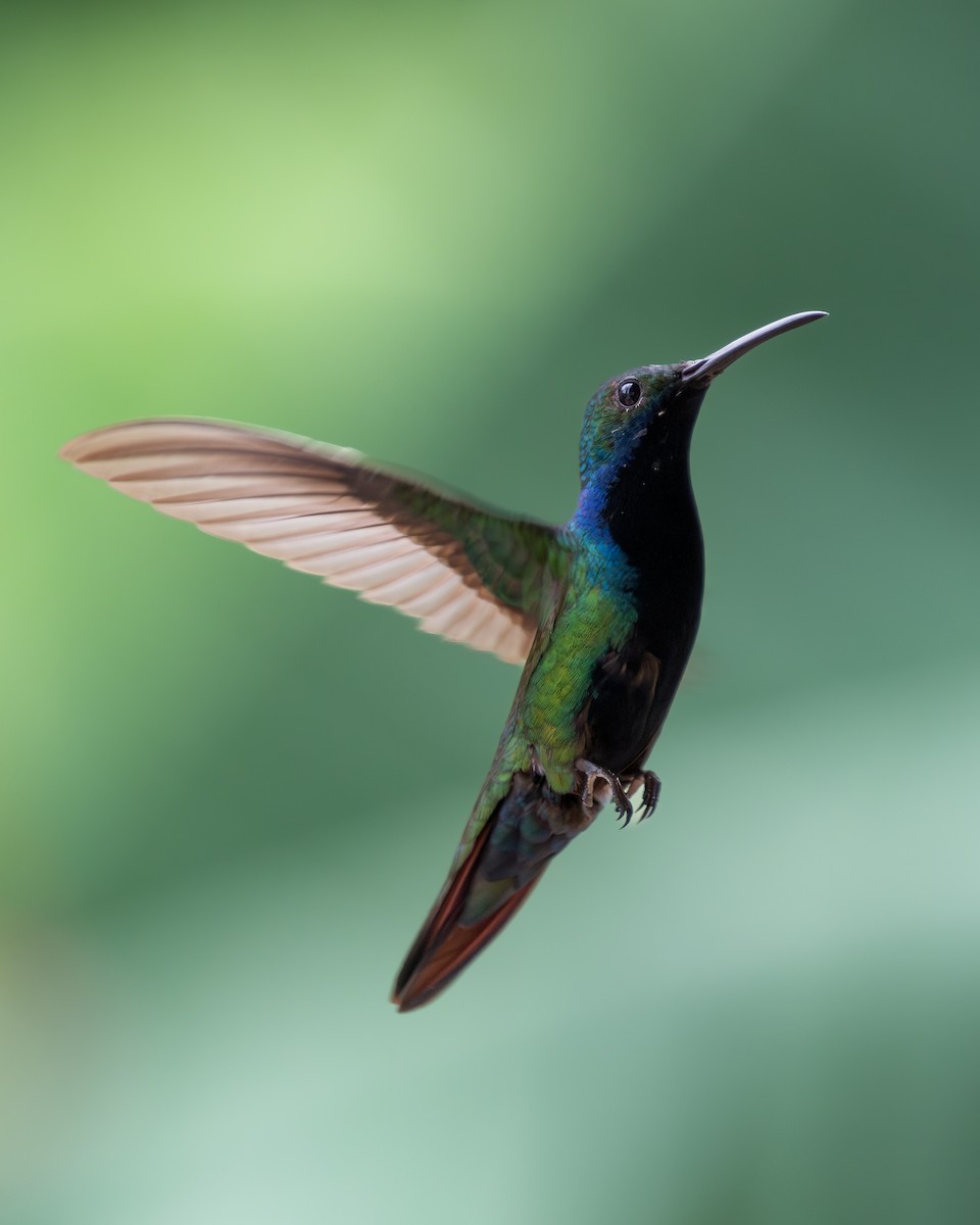 kolibřík tropický - ML620303526