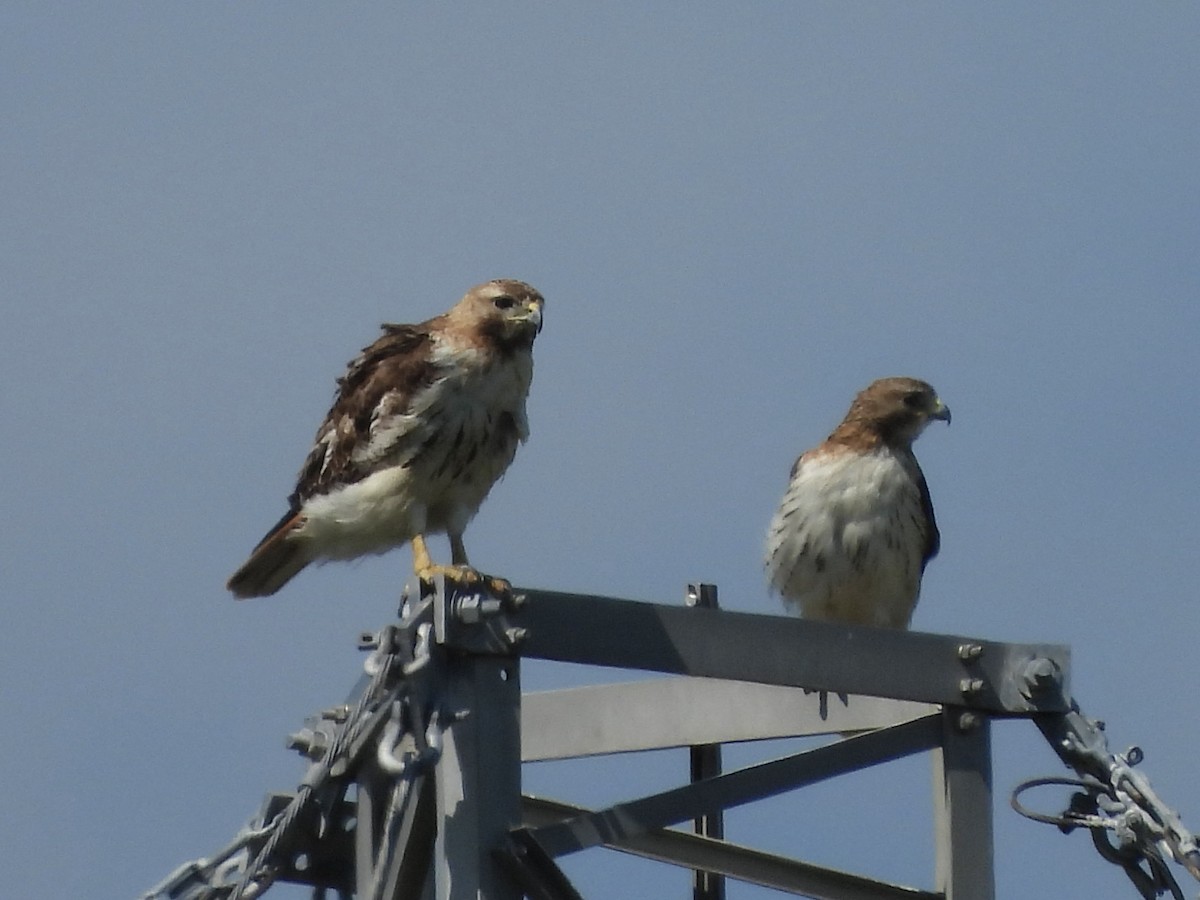 Red-tailed Hawk - ML620303528