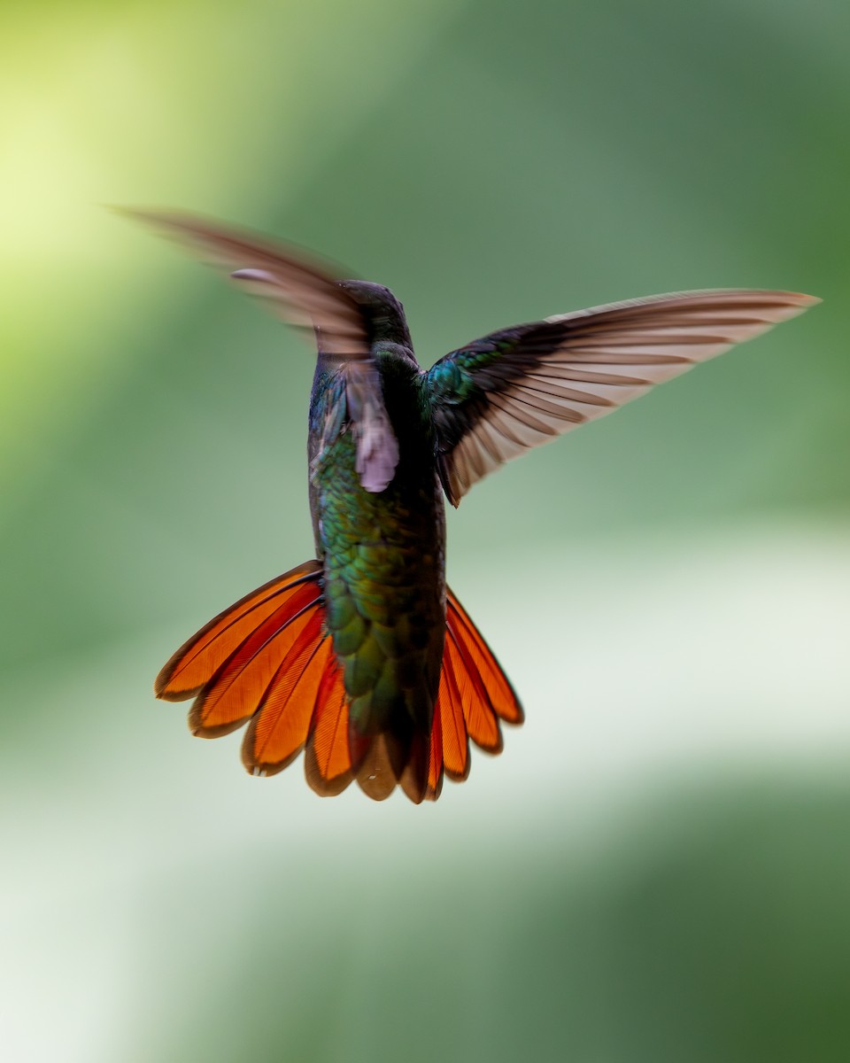 kolibřík tropický - ML620303529