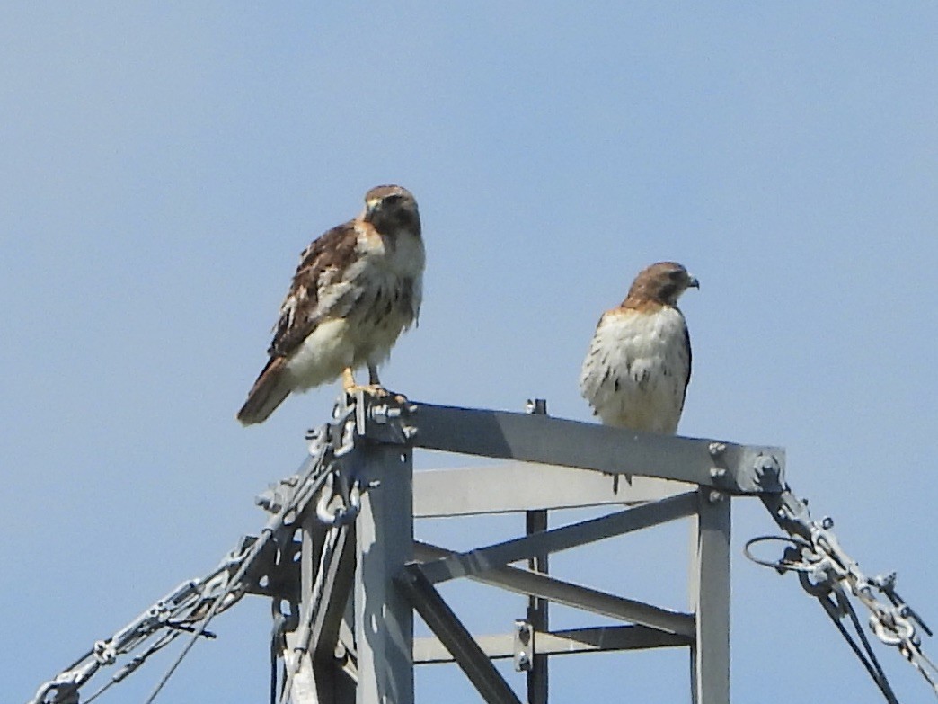 Red-tailed Hawk - ML620303530