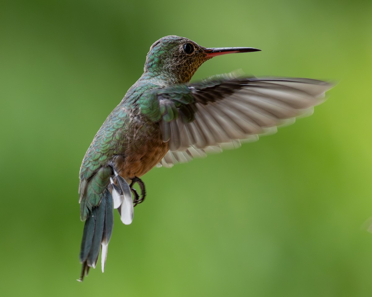 kolibřík skvrnitoprsý - ML620303531