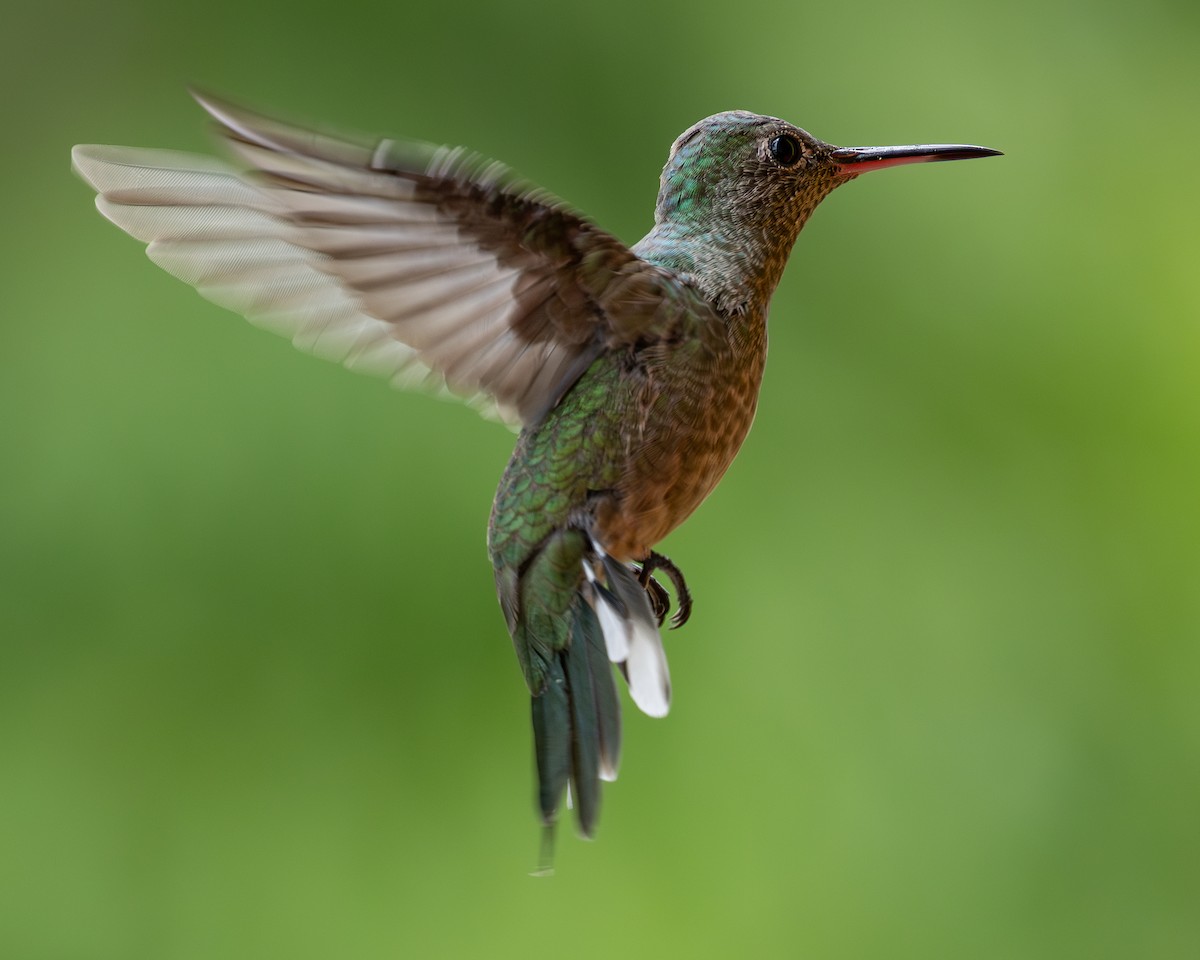 Scaly-breasted Hummingbird - ML620303532