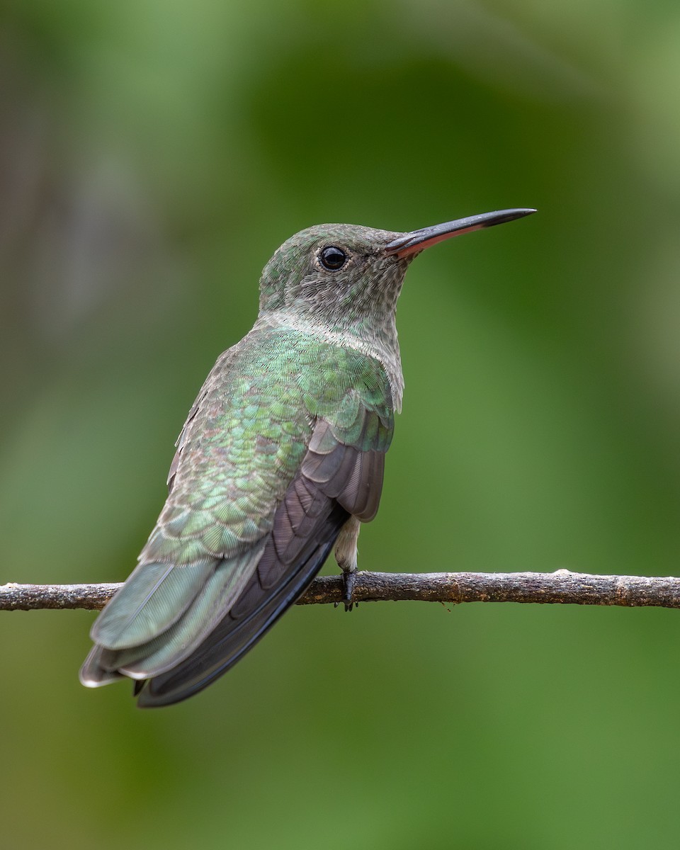 Scaly-breasted Hummingbird - ML620303533