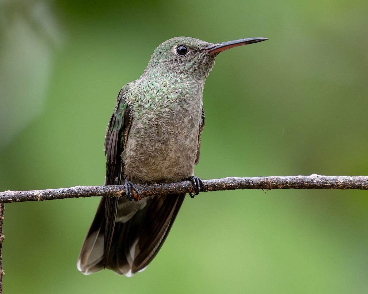kolibřík skvrnitoprsý - ML620303534