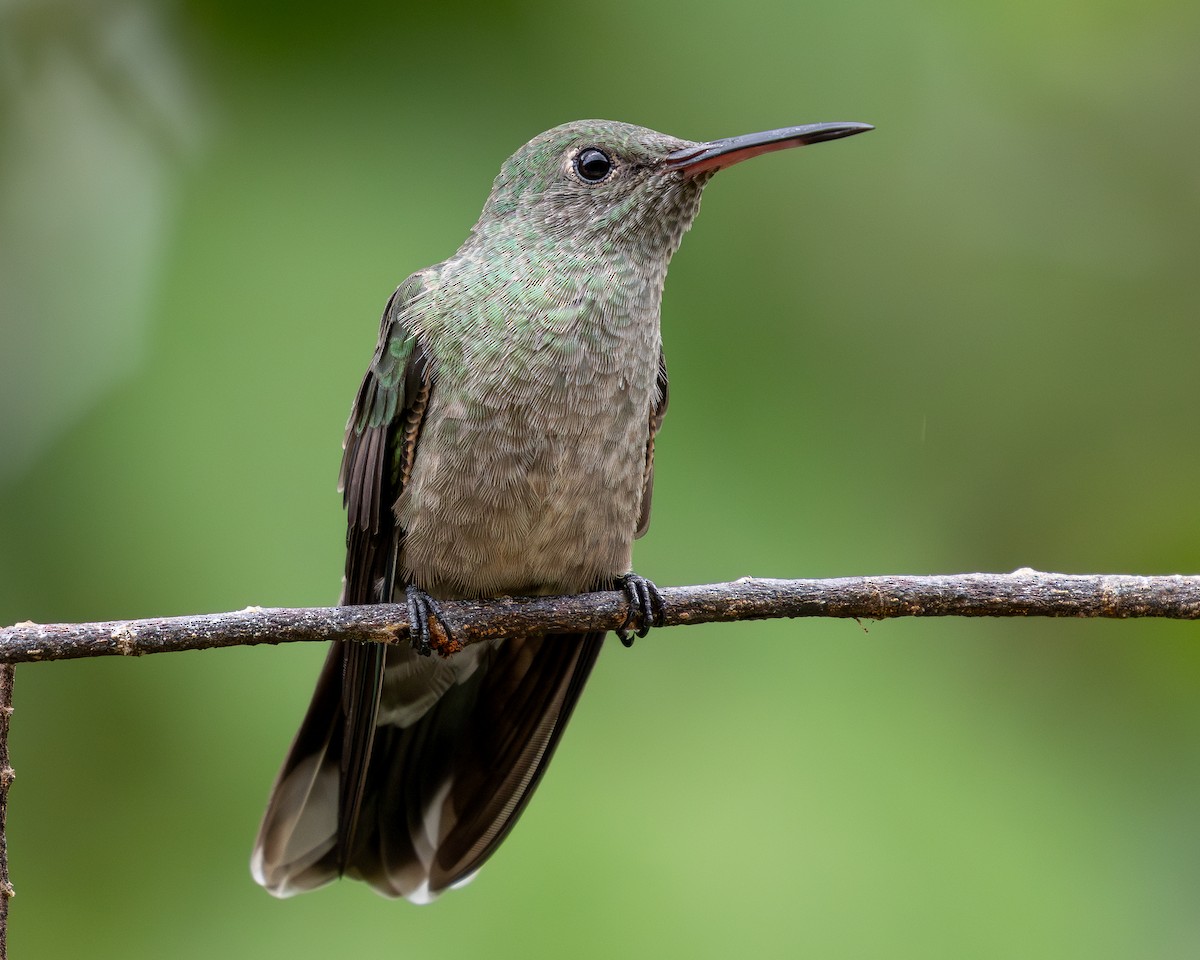 Colibrí de Cuvier - ML620303535