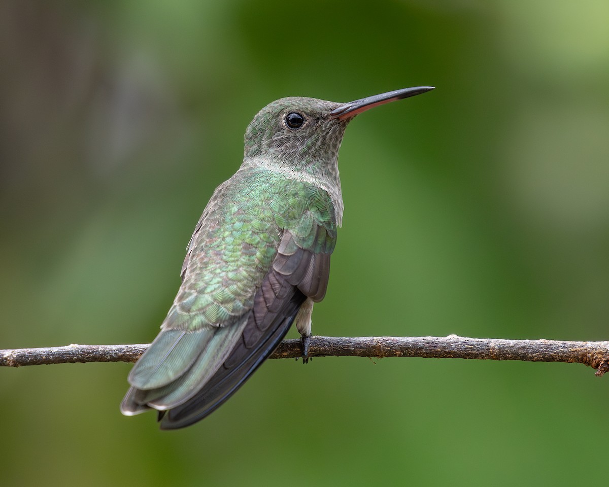 kolibřík skvrnitoprsý - ML620303536