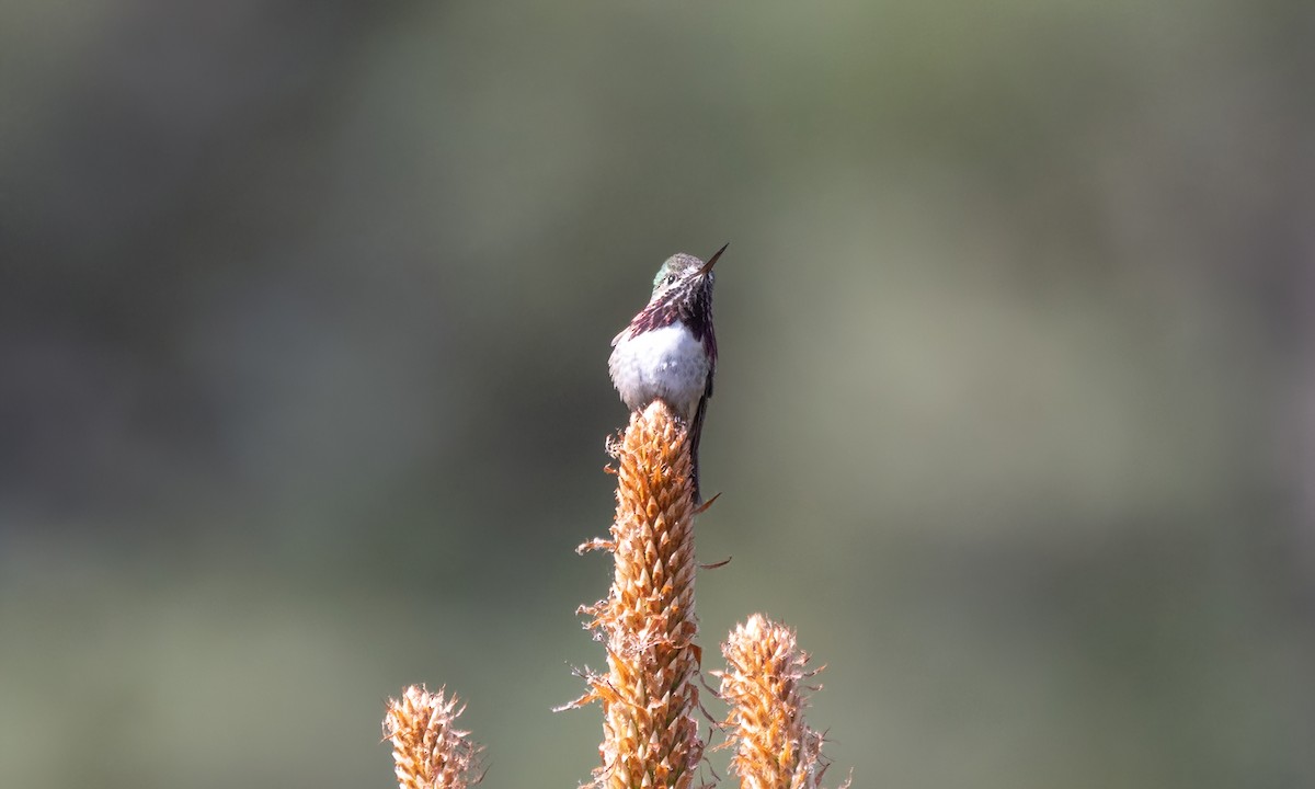Calliope Hummingbird - ML620303537