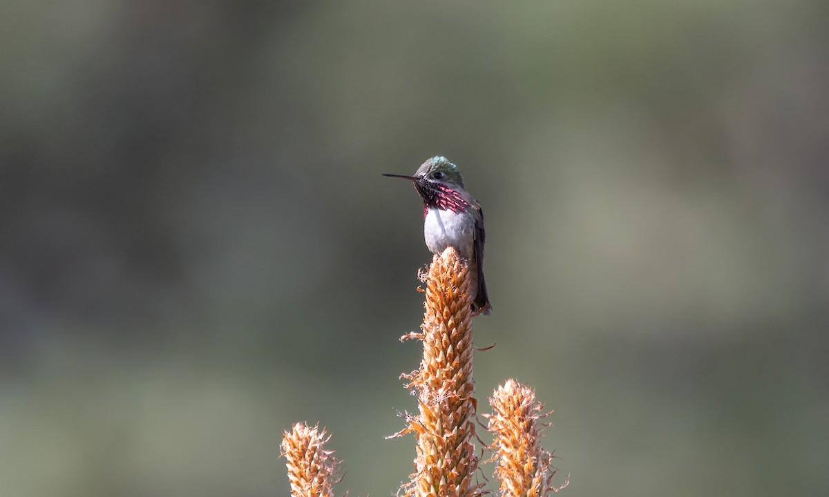 Calliope Hummingbird - ML620303538