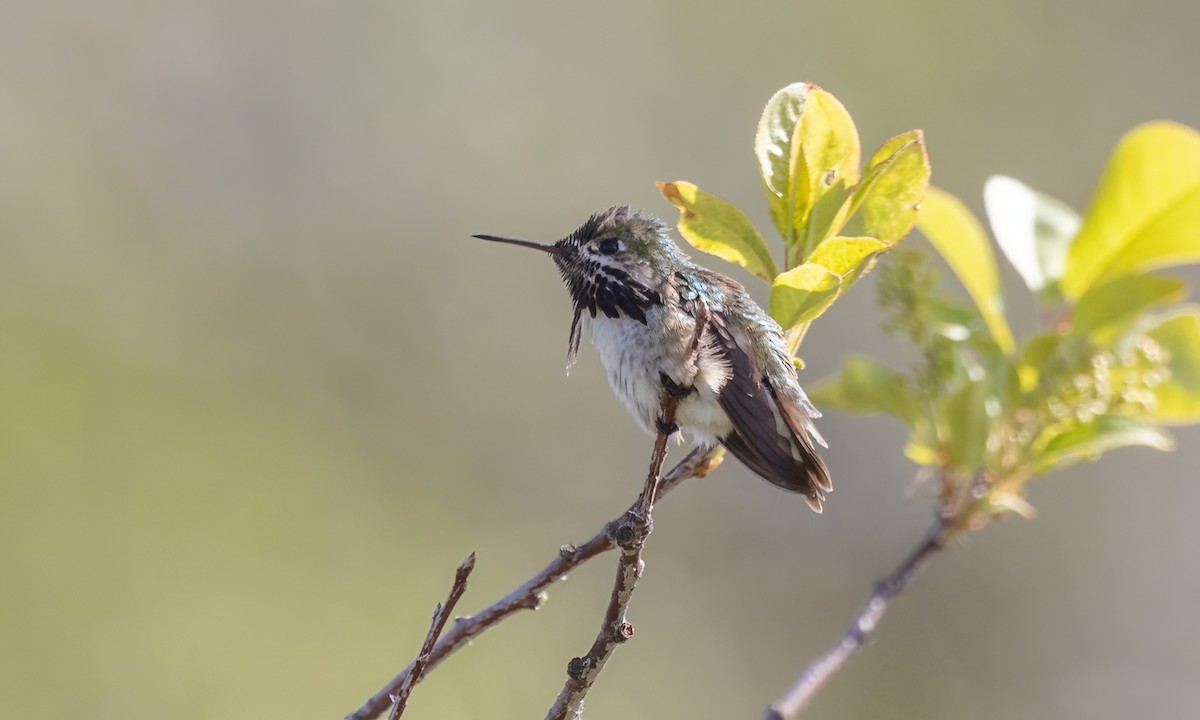 Calliope Hummingbird - ML620303539