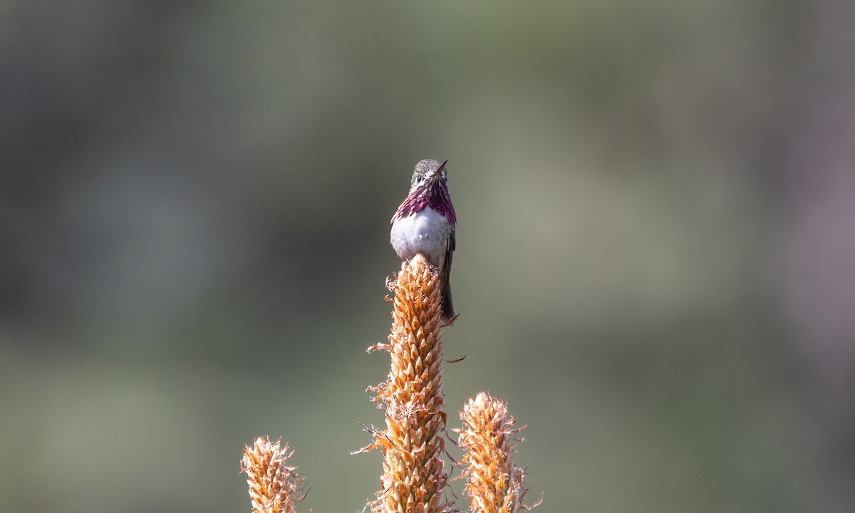 Calliope Hummingbird - ML620303540