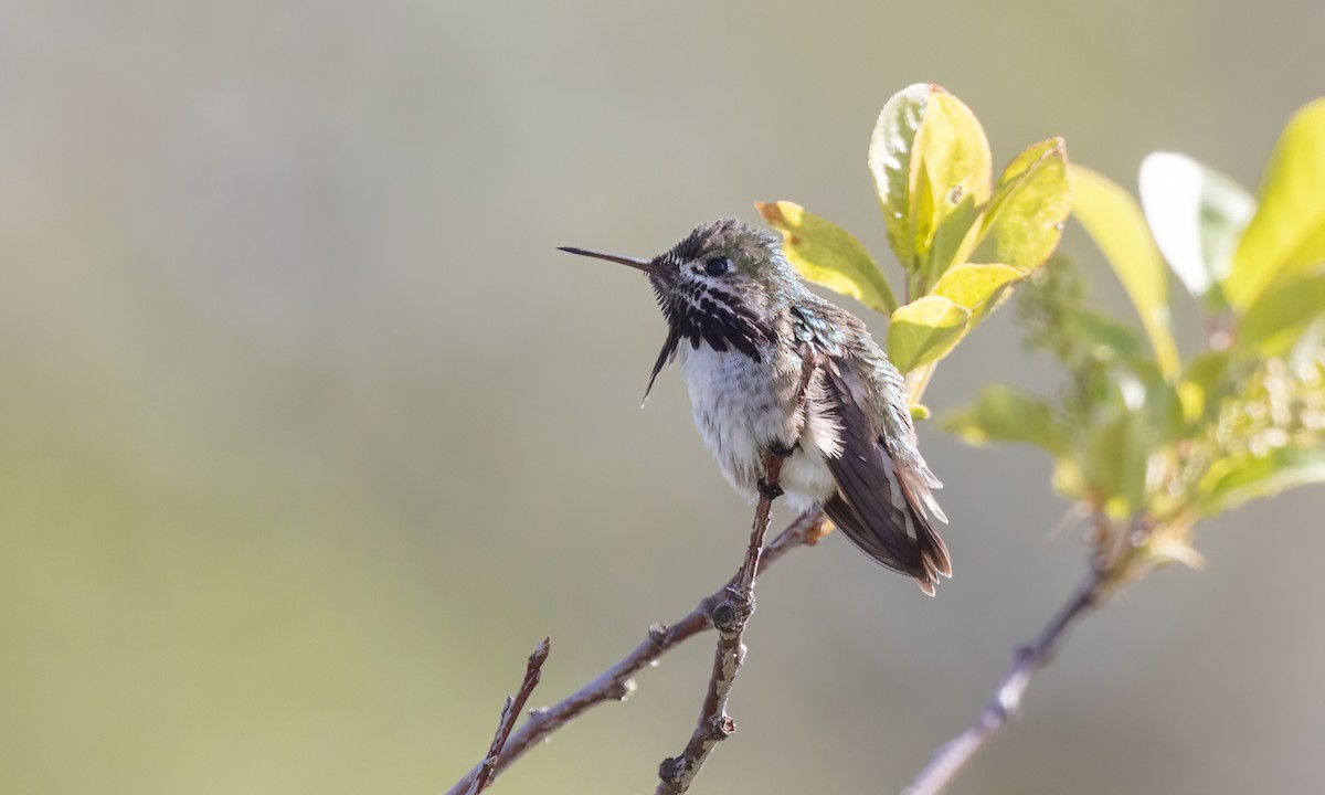 Calliope Hummingbird - ML620303541