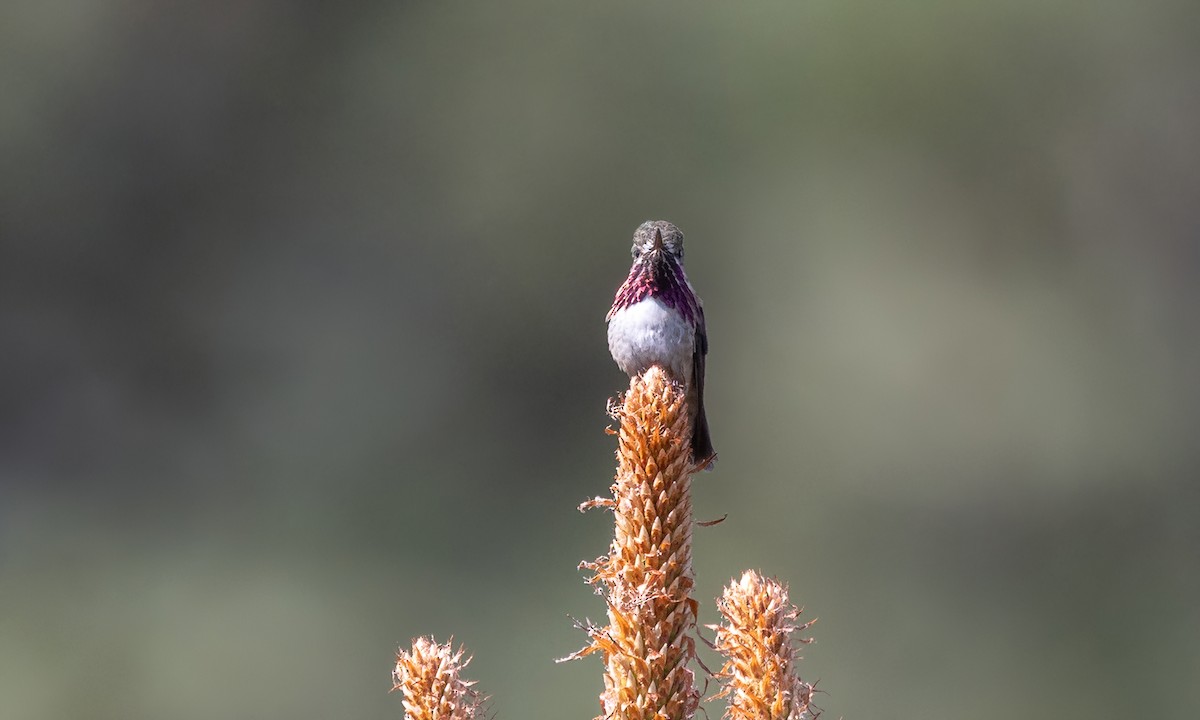 Calliope Hummingbird - ML620303542
