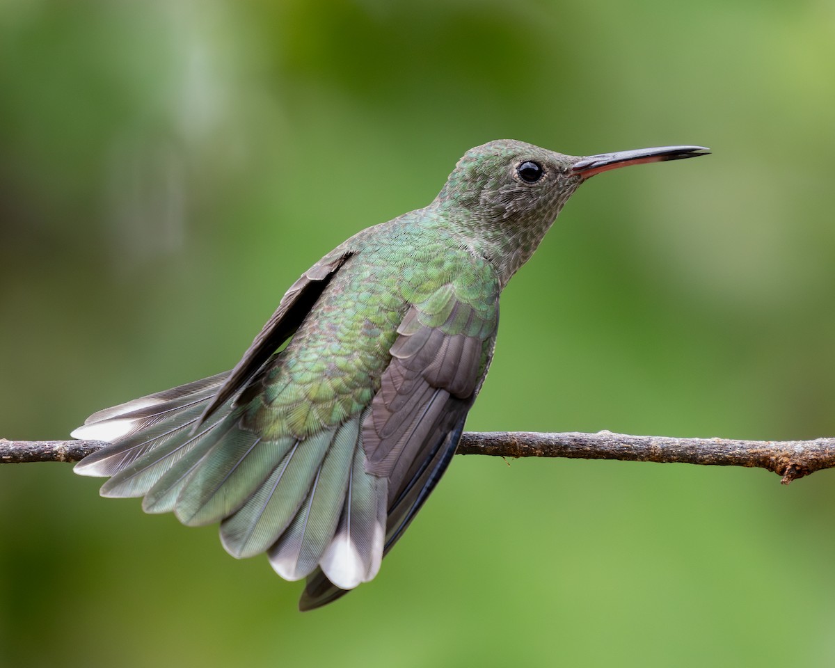 Scaly-breasted Hummingbird - ML620303544