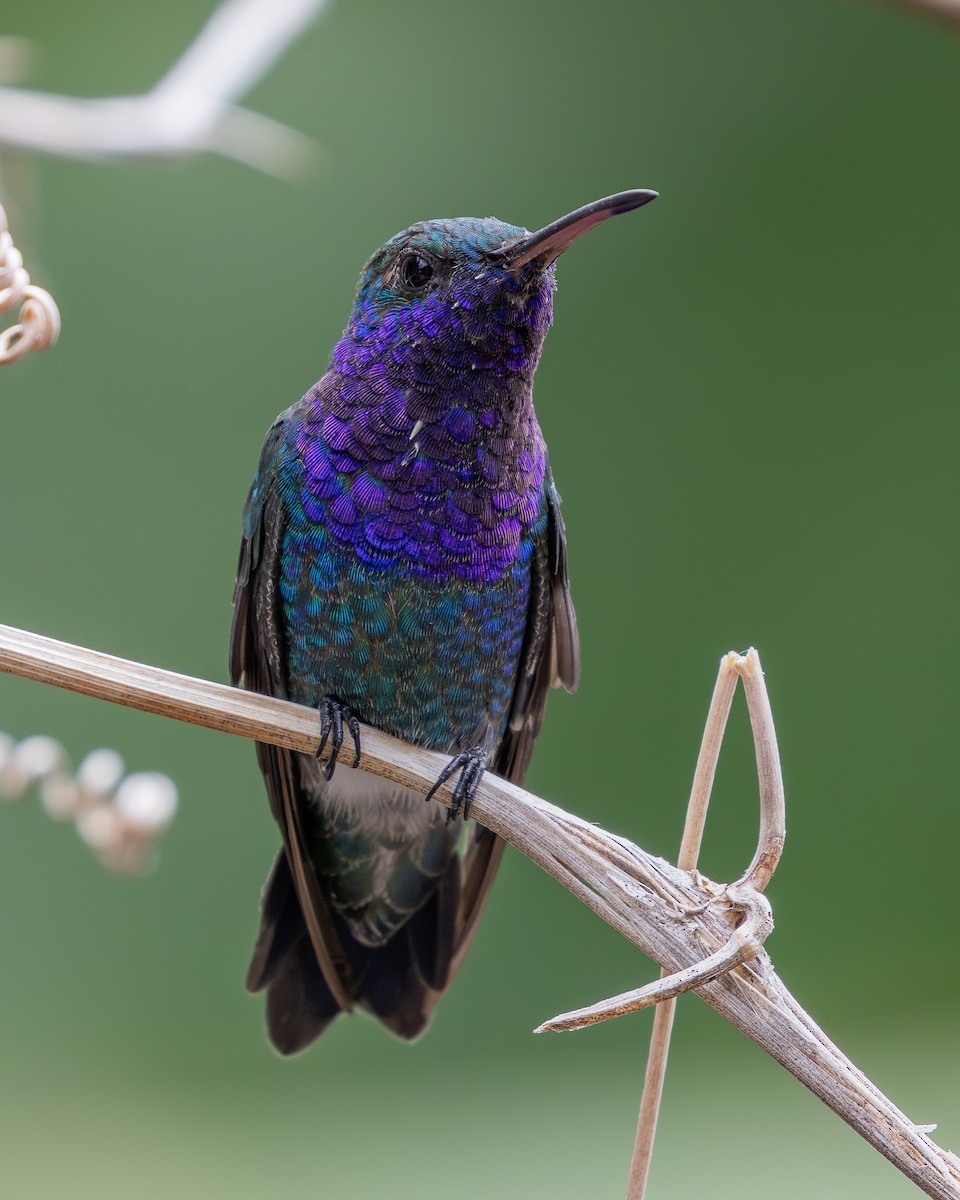 Sapphire-throated Hummingbird - Josanel Sugasti -photographyandbirdingtourspanama