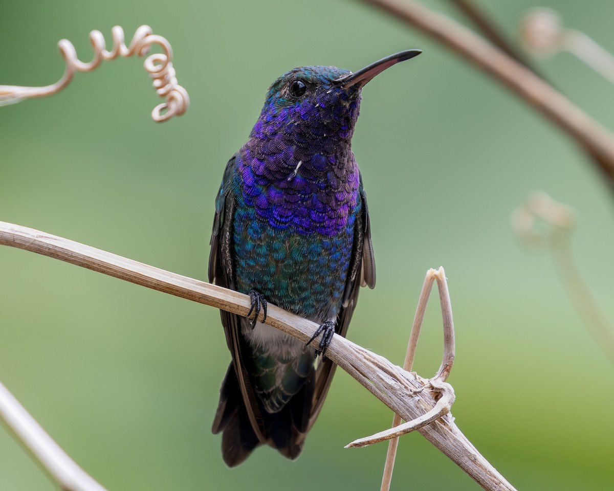 Sapphire-throated Hummingbird - ML620303548