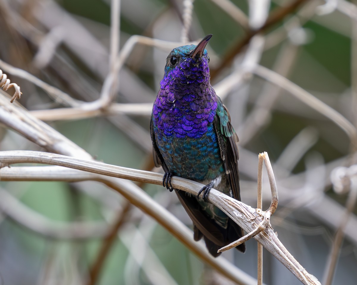Sapphire-throated Hummingbird - ML620303549