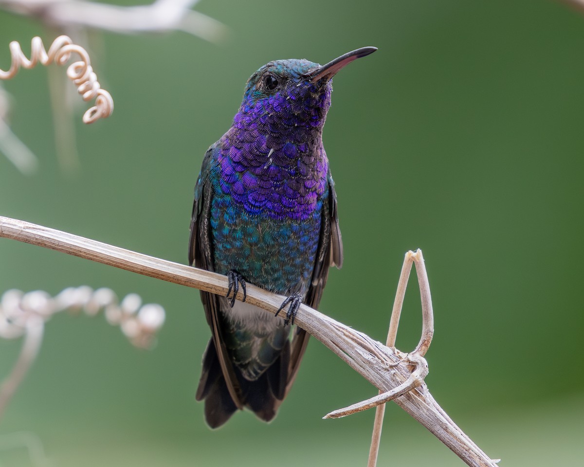 kolibřík safírovohrdlý - ML620303550