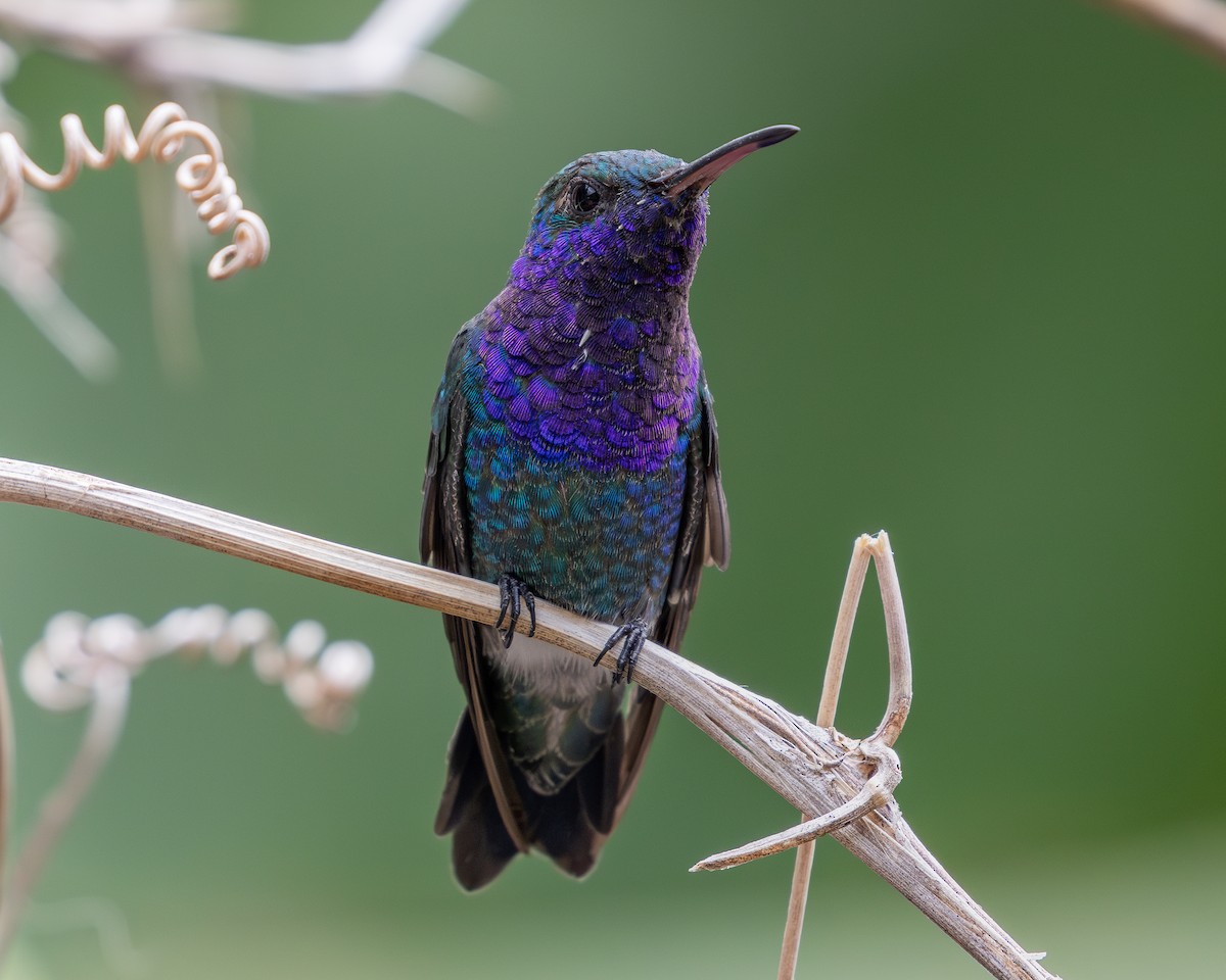 kolibřík safírovohrdlý - ML620303551