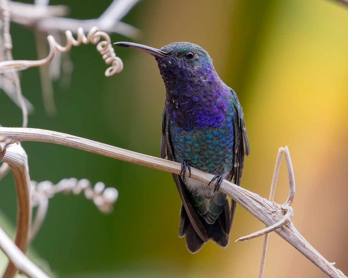 Blaukehlkolibri - ML620303552