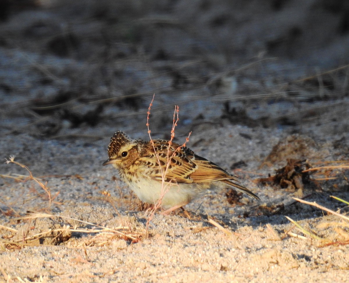 Wood Lark - ML620303561