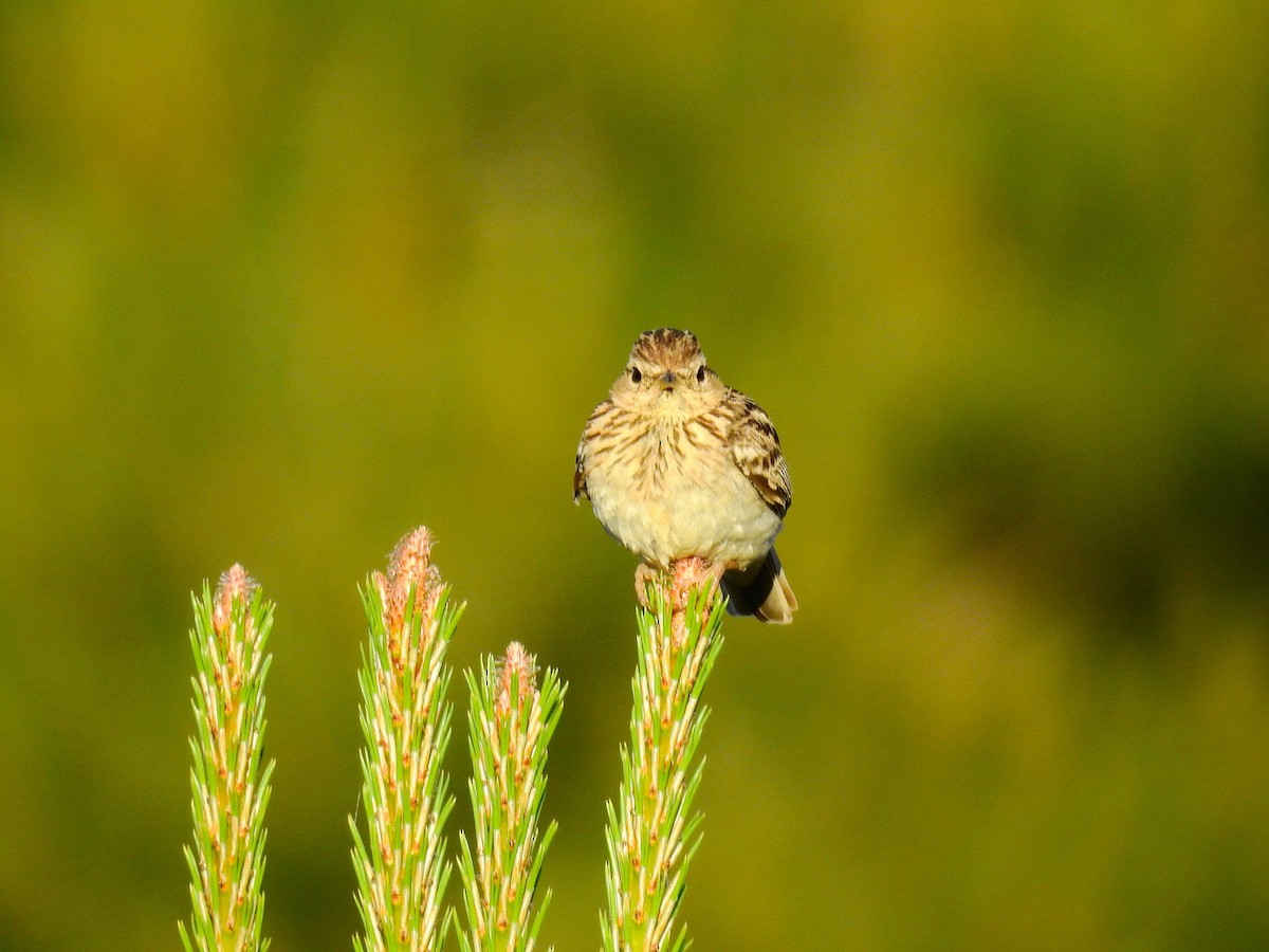 Wood Lark - ML620303563