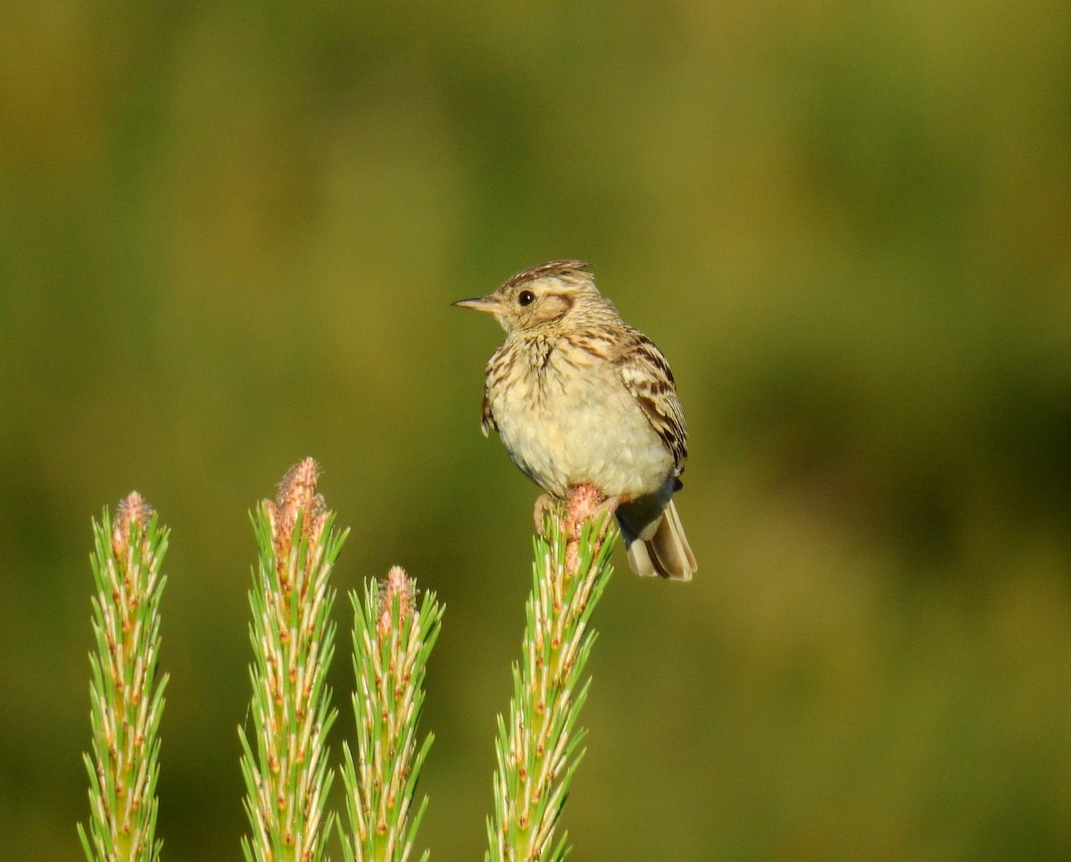 Wood Lark - ML620303564