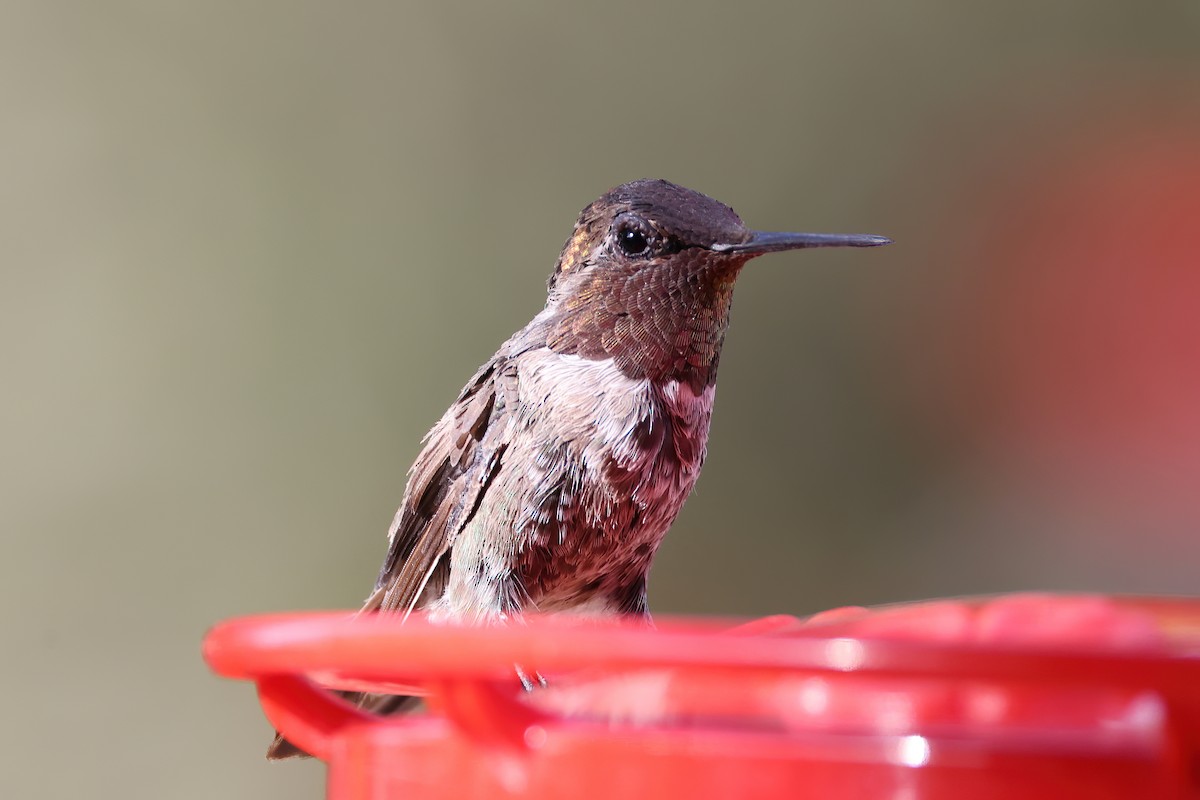 Anna's Hummingbird - ML620303565