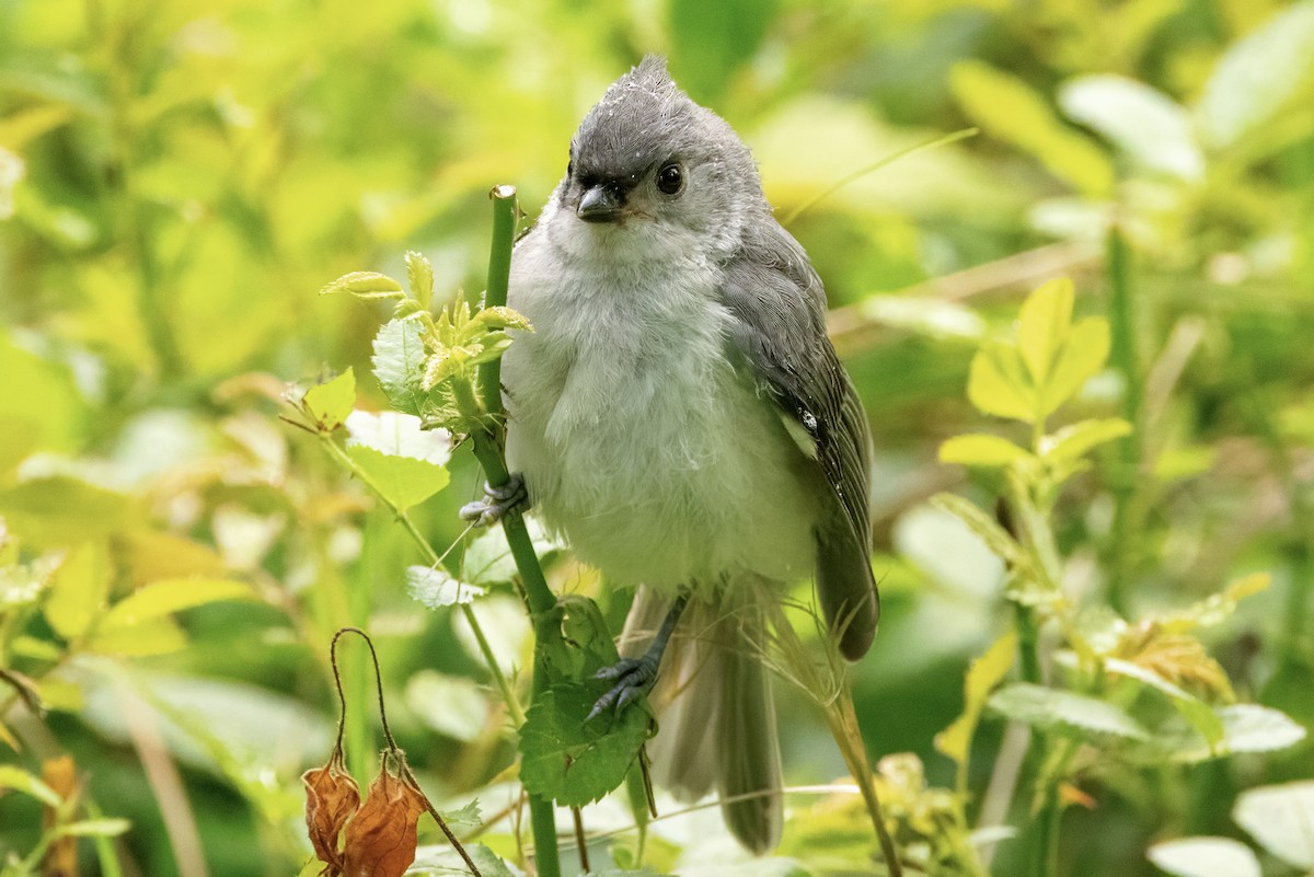 Tufted Titmouse - ML620303573