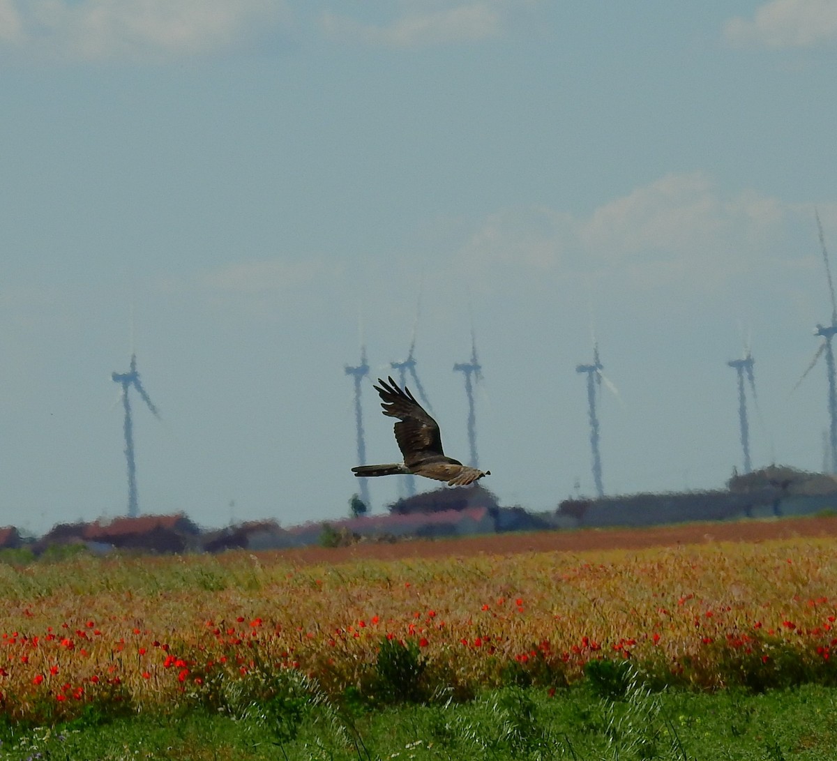 Montagu's Harrier - ML620303579