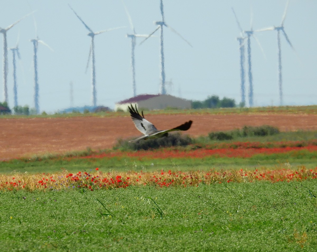 Montagu's Harrier - Fernando T Rico