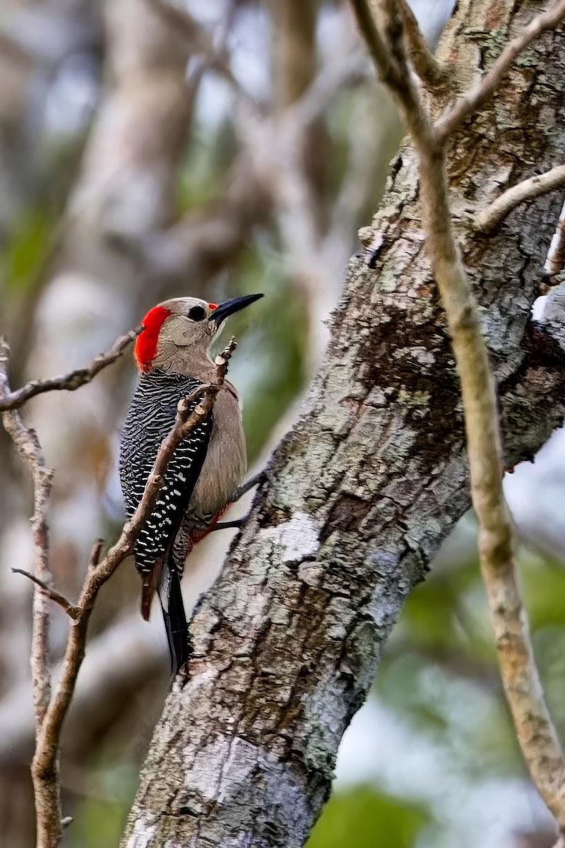 Golden-fronted Woodpecker - ML620303583