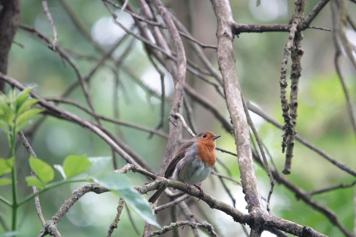 European Robin - ML620303585