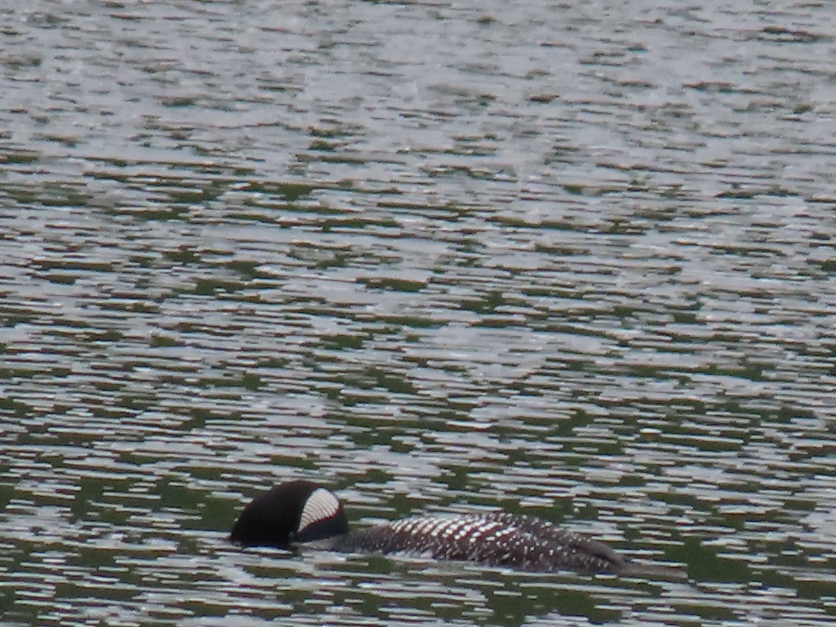 Common Loon - ML620303588