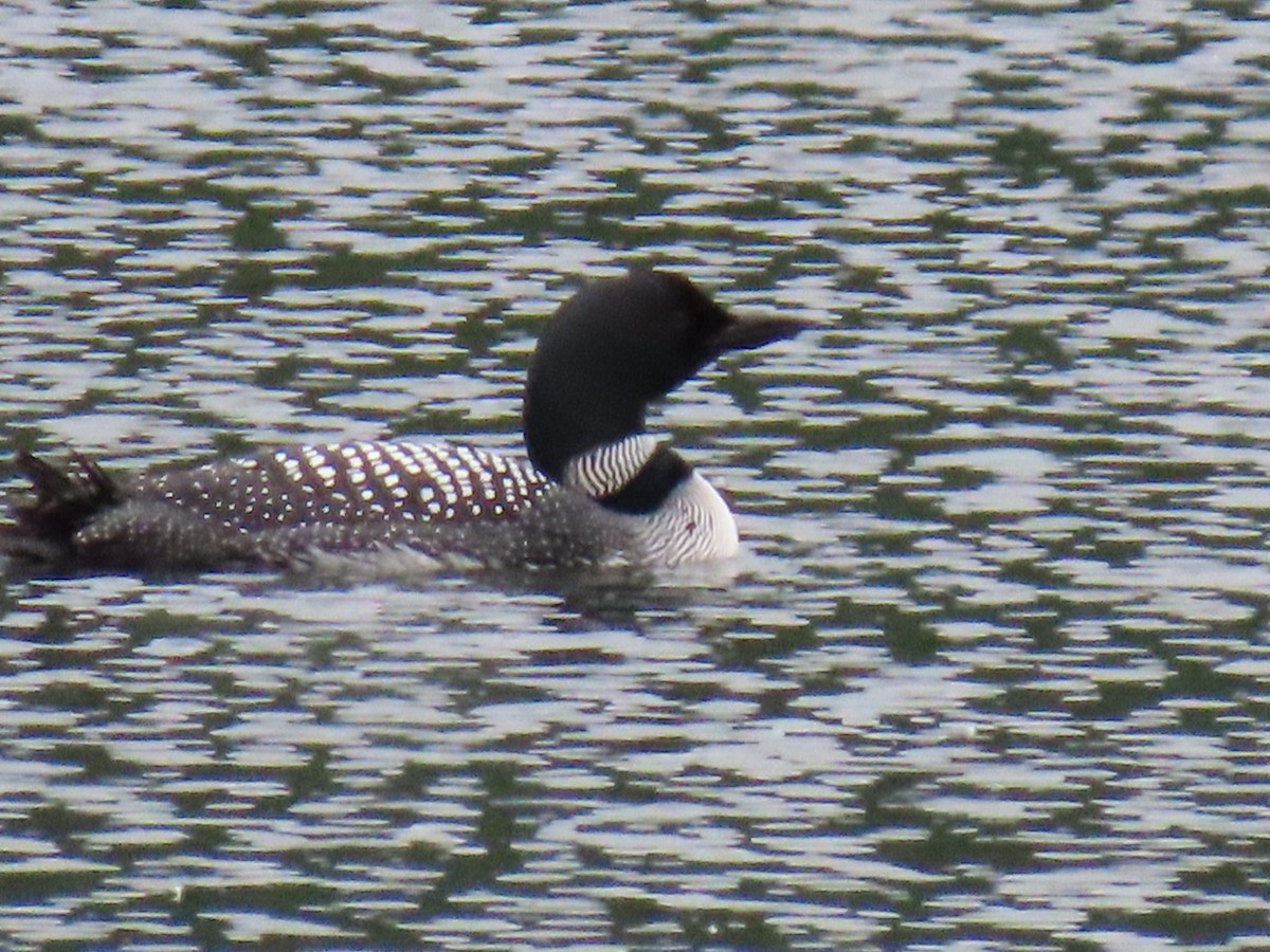 Plongeon huard - ML620303590