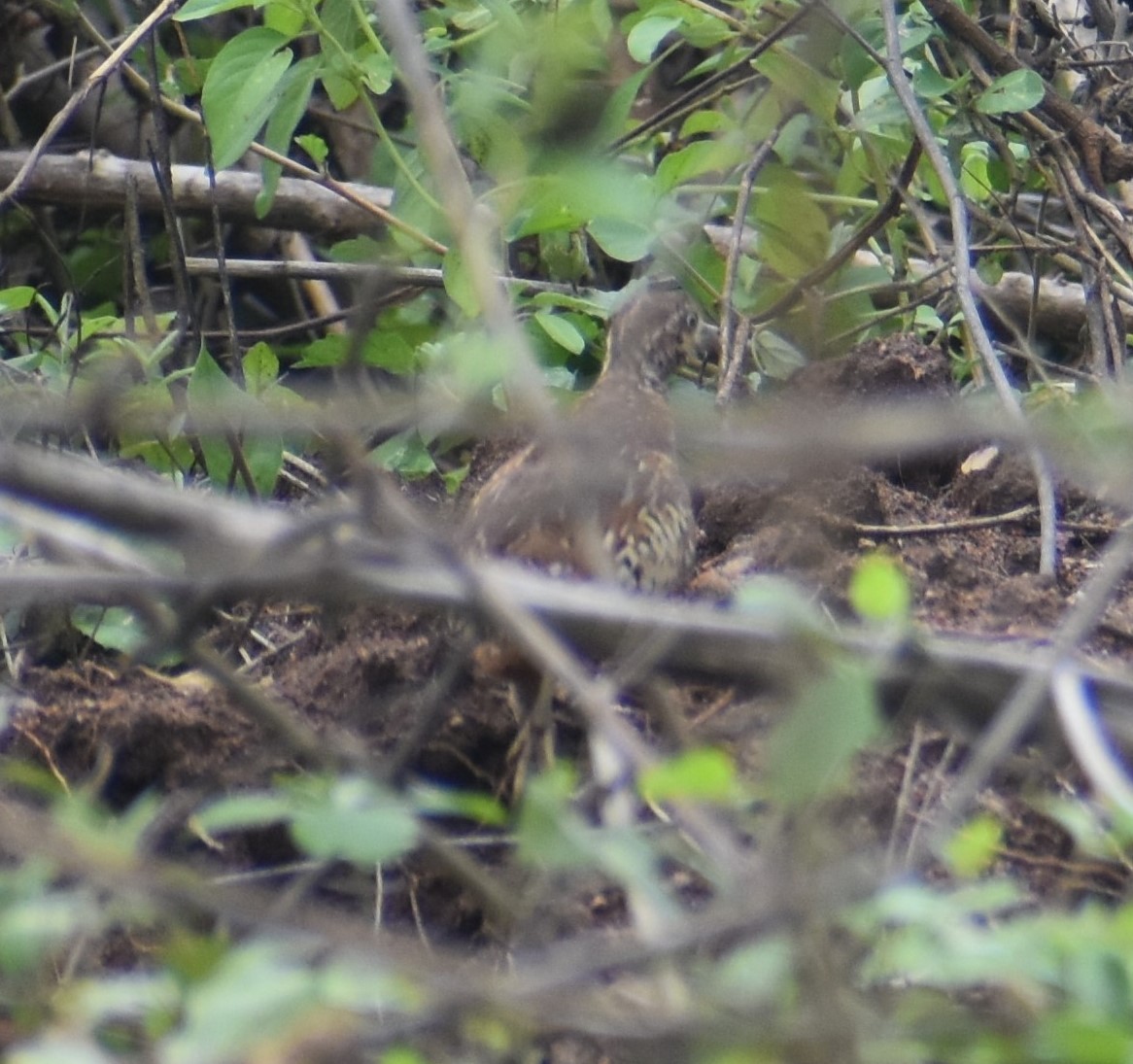 Barred Buttonquail - ML620303595