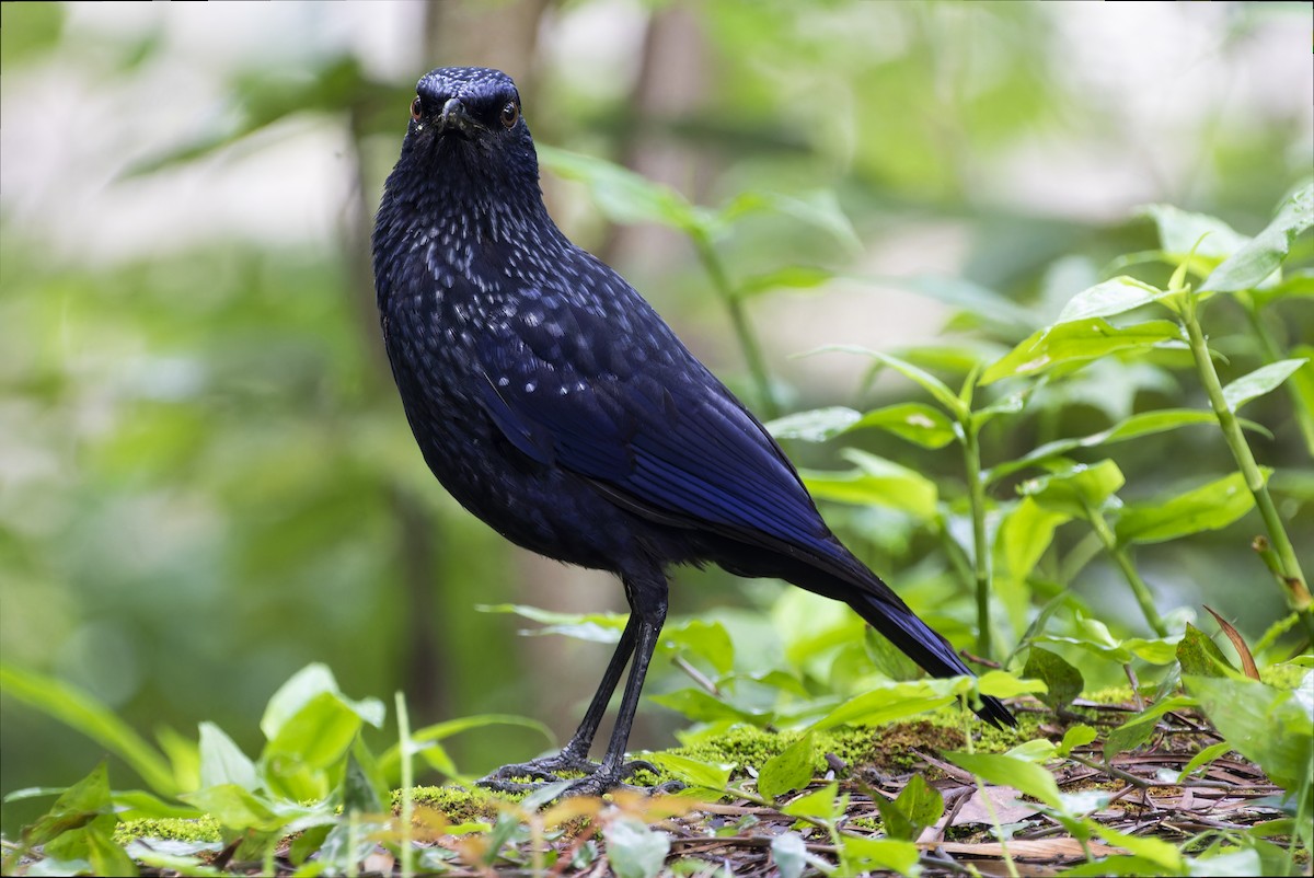 Blue Whistling-Thrush - ML620303601