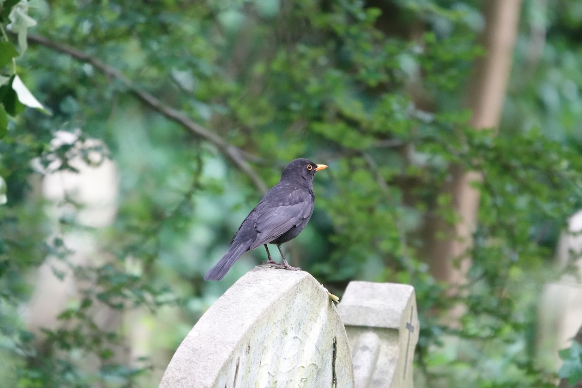 Eurasian Blackbird - ML620303602