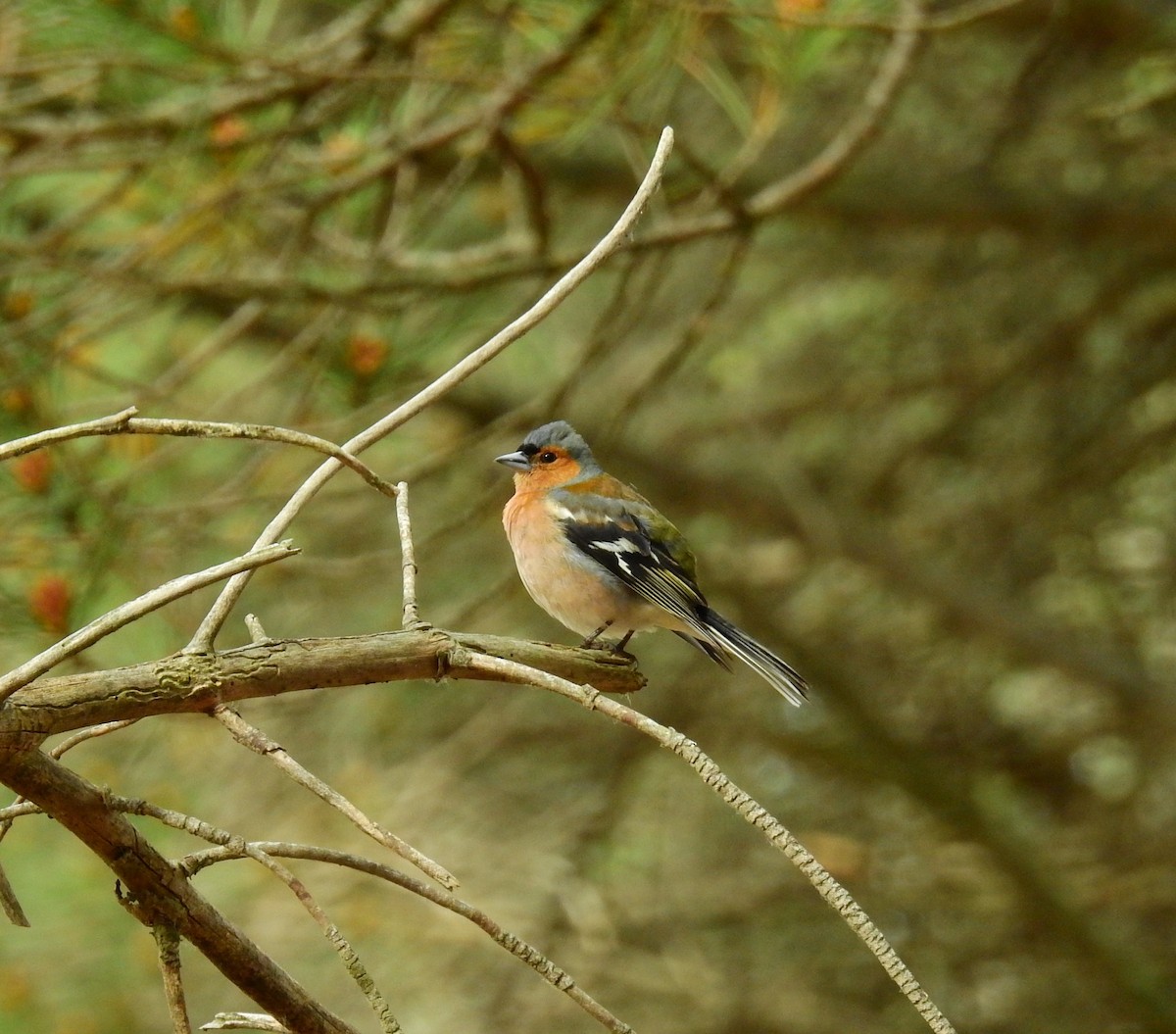 Common Chaffinch - ML620303610