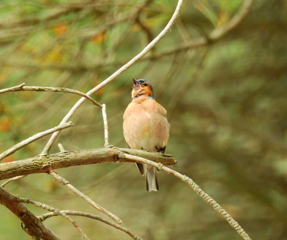 Common Chaffinch - ML620303611