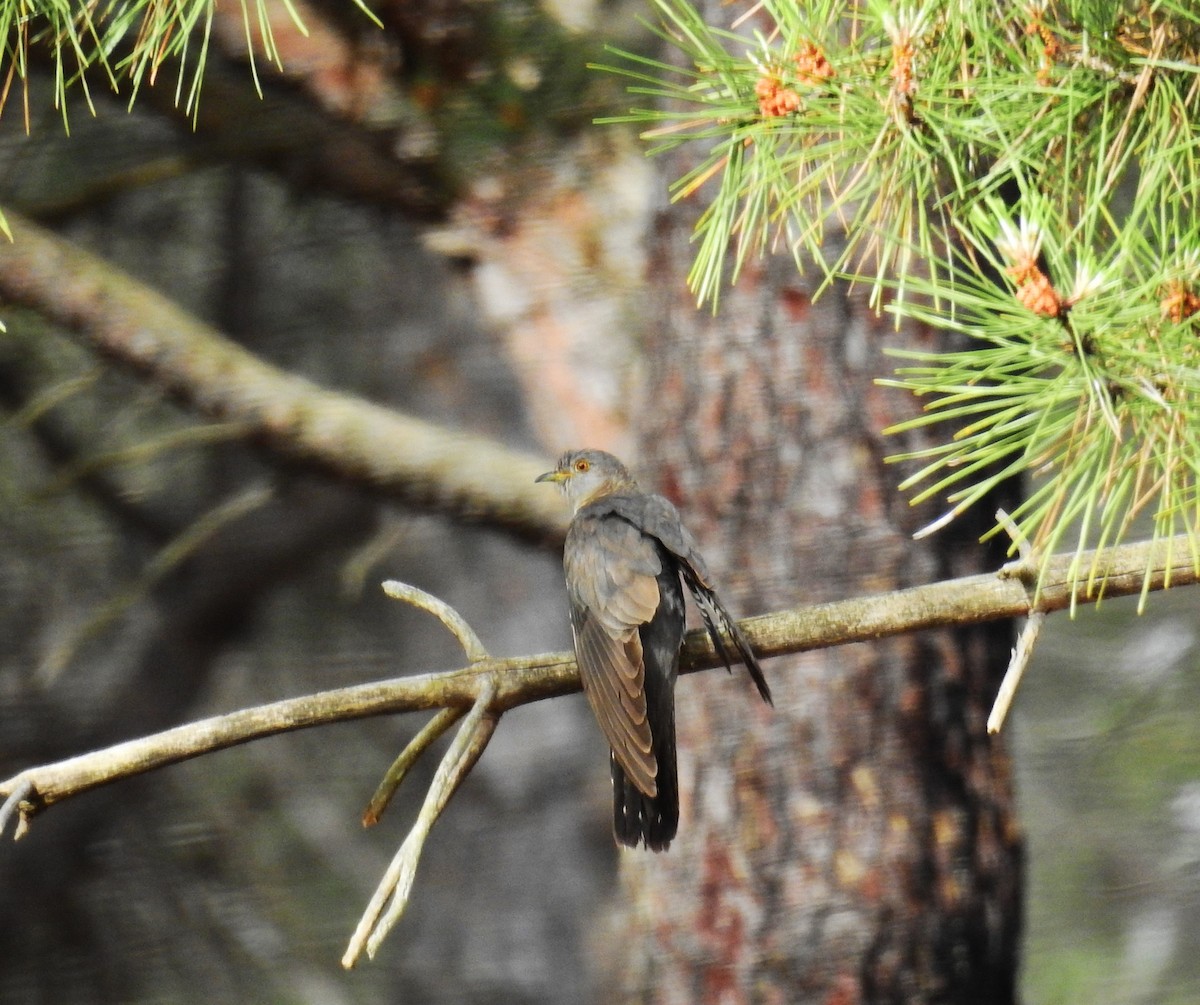 Common Cuckoo - ML620303617