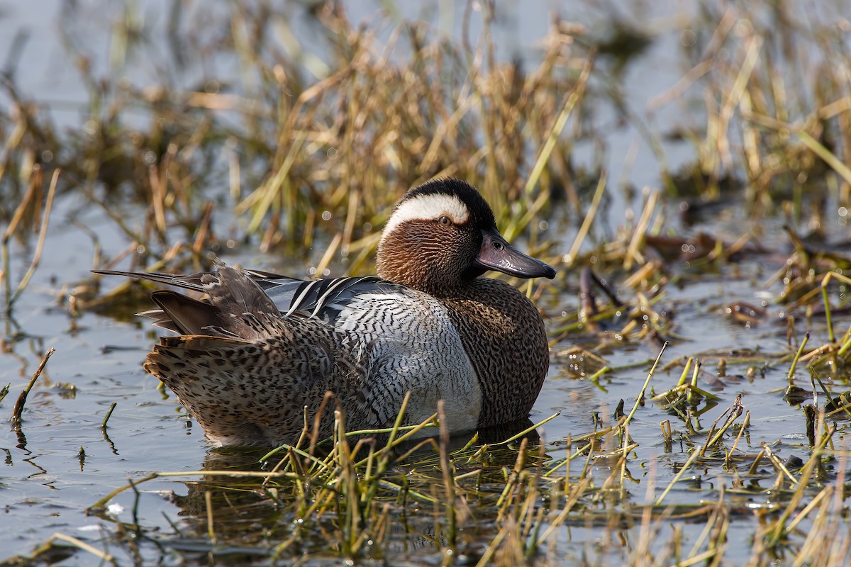 Garganey - ML620303624