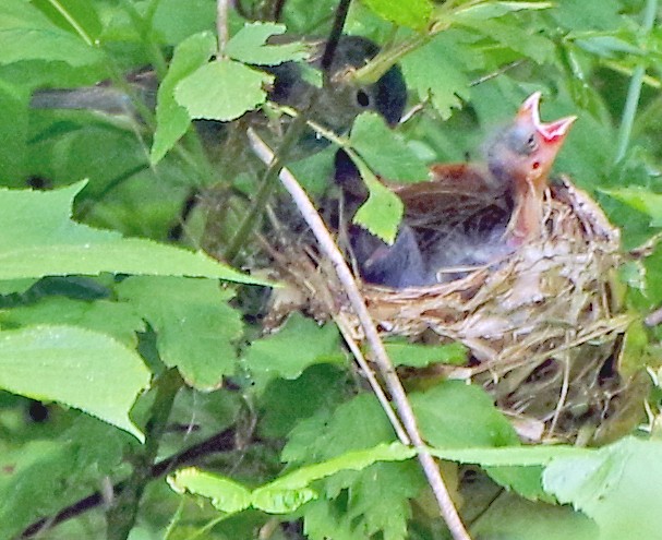 Indigo Bunting - ML620303644